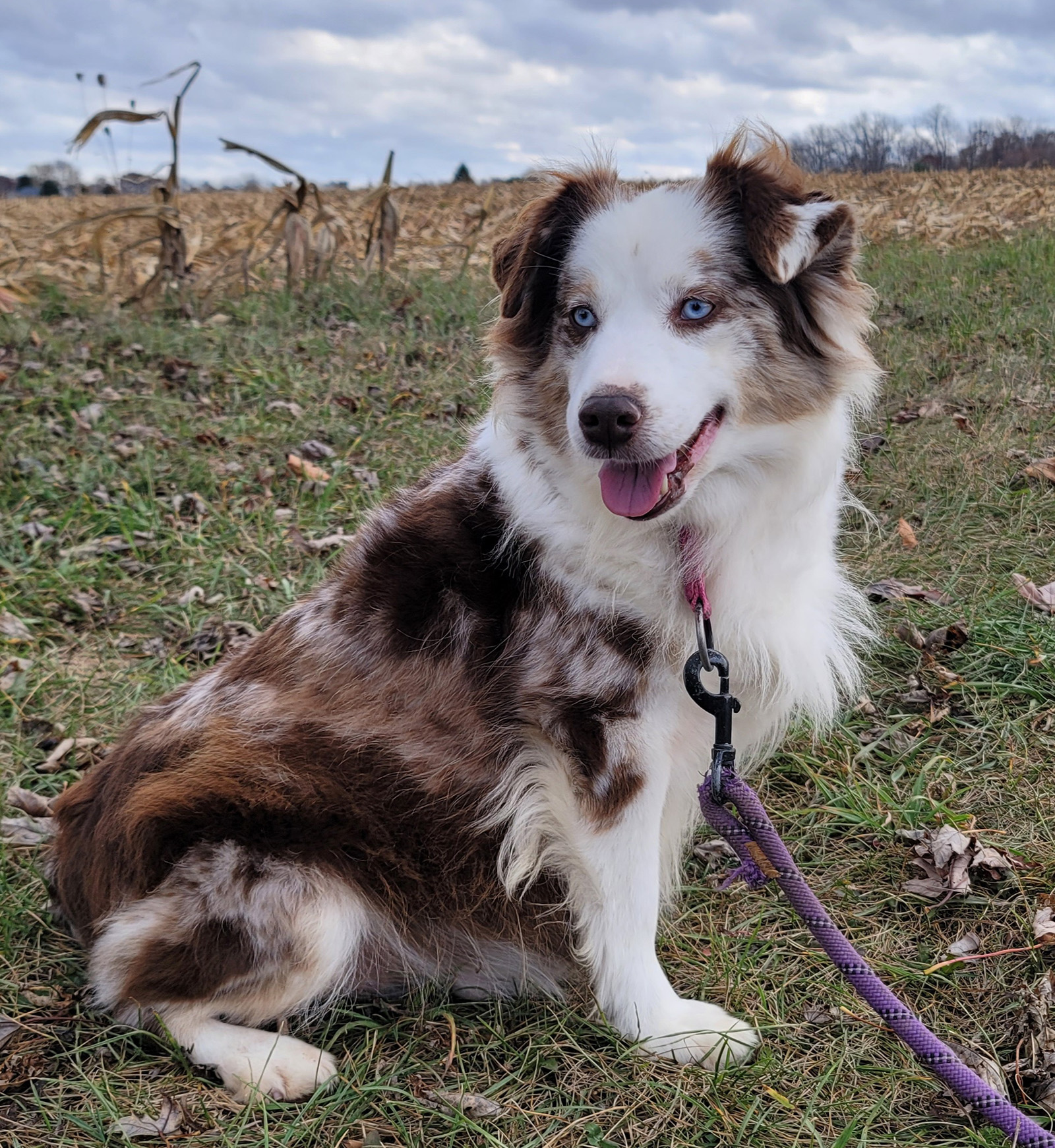 Miniature Australian Shepherd